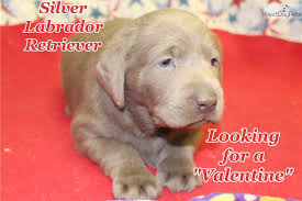 1 Silver Female Labrador Retriever Puppy For Sale Near Statesboro Georgia 7f5d67f7 A641 In 2020 Labrador Retriever Labrador Retriever Puppies Labrador