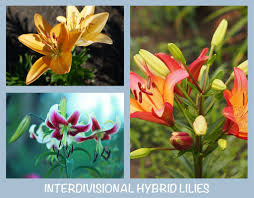 Types Of Lilies Varieties Facts Photos Trees Com Types Of Lilies Oriental Lily Types Of Flowers
