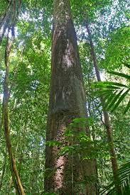 Image result for Helixanthera verruculosa