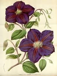 We did not find results for: Clematis Jackmanii Wikispecies
