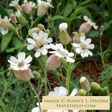 Image result for Silene