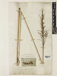 Image result for Phacelurus gabonensis