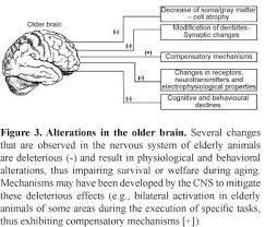 Scielo Brasil Changes In The Suprachiasmatic Nucleus During Aging Implications For Biological Rhythms Changes In The Suprachiasmatic Nucleus During Aging Implications For Biological Rhythms