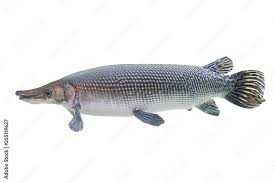 An alligator is seen near the seventh. 135 Best Alligator Gar Images Stock Photos Vectors Adobe Stock