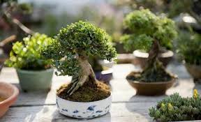 5 Pohon Bonsai Termahal Di Dunia Harganya Ada Yang Rp1 3 Miliar
