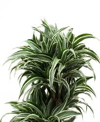 Damit ist sie ideal für alle. Dracaena Drachenbaum Pflege 123zimmerpflanzen