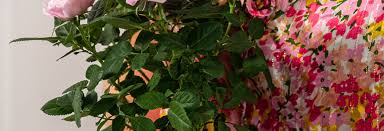 Wholesale black and white colored ceramic coffee tea sugar canister sets product category bathroom accessories dinner ware canisters mug and tea set vases candle holder products information: The Kusmi Tea Canister Kusmi Tea