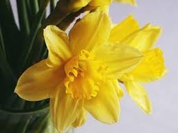 Tanya is an experienced public health professional who began her career as a nurse, working in oncology and neurosurgery. Our History Cancer Council