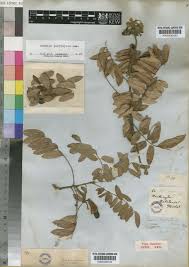 Image result for Cnestis polyphylla