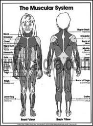 Kids Muscular System Coloring Sheets By Bruce Algra