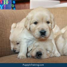 On average, french bulldogs will have around 3 puppies in each litter. What Will Be Our Golden Retriever S First Litter Size Puppy In Training