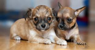 Bloody diarrhea in a 10 week old puppy could be caused by a few different things. How Much To Feed A Chihuahua Puppy 4 Week 6 Week 8 Week Old