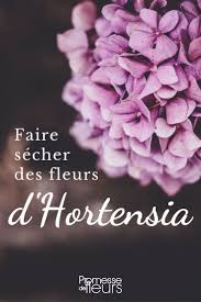 Comment Faire Secher Les Fleurs D Hortensia Tutoriel Faire Secher Des Fleurs Faire Secher Des Hortensias Fleur Hortensia