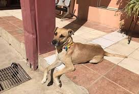 Maybe you would like to learn more about one of these? Perro Alcaldia La Voz De Tarija