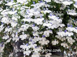 Image result for Lobelia thermalis