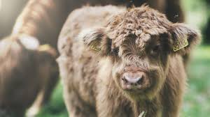 Brussels Parliament Recognises Animals As Sentient Beings World Animal Protection Animal Protection Animals