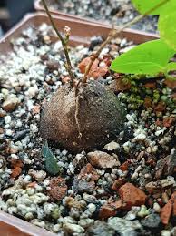 Image result for Coccinia mildbraedii