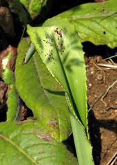 Image result for Chlorophytum krookianum