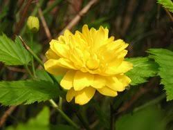 Image result for Kerria japonica