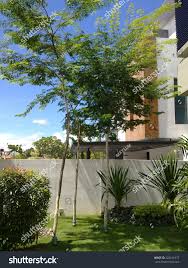 Image result for Caesalpinia ferrea