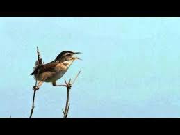 Bird Sounds Birds Singing Mp3 Download Tranquil Birdsong 11 Hours Birds Chirping Nature Sounds Natural Sound Of Birds Singing Youtube Nature Sounds Sounds Of Birds Jungle Sounds