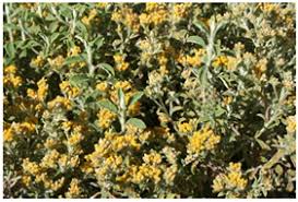 Image result for Helichrysum decorum