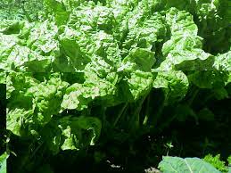 Mangold und die vorgenannten pflanzen sollten erst nach fünf jahren auf demselben platz wieder ausgesät werden, besonders wichtig, wenn eine. Mangold