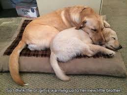 Pin On Animals And Pets And Miscellaneous