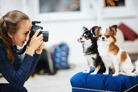 We are licensed in st. 6 Jobs That Allow You To Be Around Dogs Every Day The Dogington Post