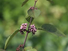 Wer schnell zu wohlschmeckenden beeren im eigenen garten kommen will, sollte sich einen johannisbeerstrauch zulegen. Liebesperlenstrauch Schonfrucht Profusion Callicarpa Bodinieri Profusion Baumschule Horstmann