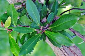 Image result for Rapanea