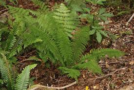 Image result for Osmundaceae