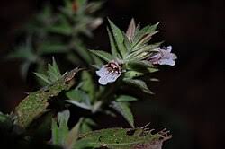 Image result for Lepidagathis randii