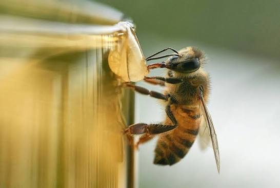Nature's architects: Examining the indispensable role of bees in ecosystem  functioning &mdash; 9Trees CIC