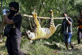 Alliance islamic bank berhad (boleh pilih alliance bank malaysia bhd jika tiada pilihan alliance islamic bank berhad). Harimau Sumatera Mati Diracun Antara News Kalimantan Utara