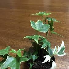 アイビー白い葉っぱの投稿画像一覧 Greensnap グリーンスナップ
