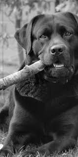 20 Most Cutest Labrador Retriever Labrador Retriever Labrador Funny Labrador Retriever Facts