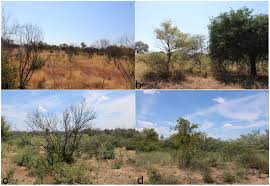 Image result for Orthanthera jasminiflora