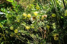 Image result for Gomphocarpus glaucophyllus