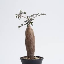 Image result for Cyphostemma montanum