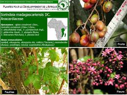 Image result for Sorindeia juglandifolia