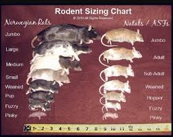 74 hand picked rat age size chart