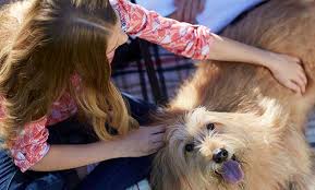 Pets are great in act i so far; Celebrating Over 20 Years Of Pet Adoption Petfinder