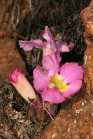 Image result for Harveya