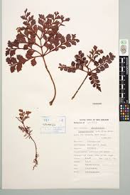 Image result for Phyllocladus trichomanoides