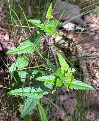 Image result for Tragia brevipes