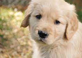 Puppy Wallpapers Lovetoknow Puppy Wallpaper Puppies Golden Retriever