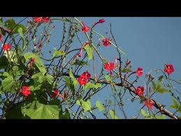 Image result for Ipomoea hederifolia