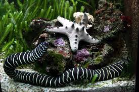 Chocolate Chip Sea Star
