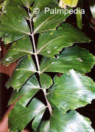 Image result for Eremospatha haullevilleana